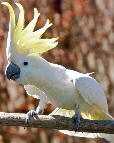 Cockatoo parrot poster picture - cockatoo,